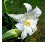 Bulbi di giglio: facili da coltivare/multicolore, possono essere piantati nel cortile o sul balcone-6bulbi-B