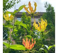 bulbi di giglio fiamma - giardino rampicanti resistenti appartamento esotiche 8pcs