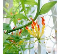 Bulbi di giglio fiamma, vecchie varietà per gli amanti del giardino da giardino bulbi di per luoghi soleggiati primaverili resistenti esotico organico 10pcs