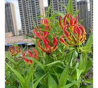 Bulbi di giglio fiammeggiante - esotiche resistenti Gloriosa superba - resistenti all'esterno rampicante, bulbi da rare, decorazioni floreali 2pcs