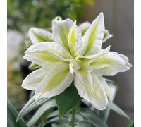 bulbi di giglio, gigli, Aiule rialzate per il giardino da balcone bulbosi rari resistenti al pieno sole da giardino interno in vaso 3pcs