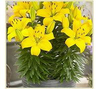 BULBI DI GIGLIO/Giglio orientale/alto tasso di sopravvivenza/mazzi ornamentali/ 3 bulbi-3bulbi