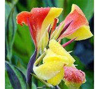 Bulbi di giglio/San Valentino Presente Magico Parco Decorazione Bouquet Vitality Rilascio 2 lampadine