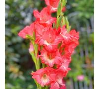 Bulbi di gladioli, bulbi da a precoce Le da giardino sono resistenti resistenti per il giardino da 6pcs