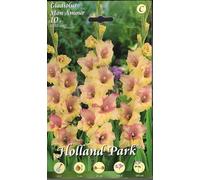 Bulbi di gladioli Mon Amour confezione da 10 bulbi