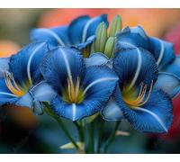 Bulbi di Hemerocallis/Misti/Bulbi di Hemerocallis selezionati/Resistenti al freddo e tolleranti alla siccità/Adatti per la decorazione di giardini e balconi 【NVNJHJN】-4 bulbi-J