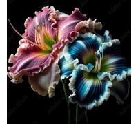 Bulbi di Hemerocallis/Misti/Bulbi di Hemerocallis selezionati/Resistenti al freddo e tolleranti alla siccità/Adatti per la decorazione di giardini e balconi 【NVNJHJN】-4 bulbi-D