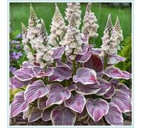 Bulbi di hosta,Miste,Radici selezionate di hosta in vaso,Resistenti al freddo e all'ombra,Onvient pour le printemps et l'automne.-6Rizoma-C