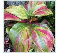 Bulbi di hosta,Miste,Radici selezionate di hosta in vaso,Resistenti al freddo e all'ombra,Onvient pour le printemps et l'automne.-8Rizoma-I