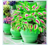 Bulbi di hosta,Miste,Radici selezionate di hosta in vaso,Resistenti al freddo e all'ombra,Onvient pour le printemps et l'automne.-15Rizoma-G