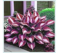 Bulbi di hosta,Miste,Radici selezionate di hosta in vaso,Resistenti al freddo e all'ombra,Onvient pour le printemps et l'automne.-4Rizoma-F