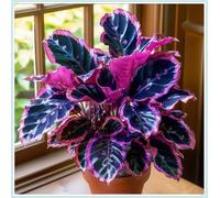 Bulbi di hosta,Miste,Radici selezionate di hosta in vaso,Resistenti al freddo e all'ombra,Onvient pour le printemps et l'automne.-15Rizoma-E