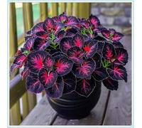 Bulbi di hosta,Miste,Radici selezionate di hosta in vaso,Resistenti al freddo e all'ombra,Onvient pour le printemps et l'automne.-10Rizoma-H