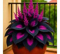 Bulbi di hosta/miste/Radici selezionate di hosta/resistenti al freddo e alla siccità/adatte per la decorazione di giardini e balconi【NVNJHJN】-10 Rizoma-B