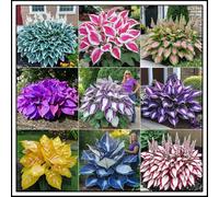 Bulbi di hosta/miste/Radici selezionate di hosta/resistenti al freddo e alla siccità/adatte per la decorazione di giardini e balconi【NVNJHJN】-10 Rizoma-A