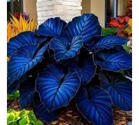 Bulbi di hosta/miste/Radici selezionate di hosta/resistenti al freddo e alla siccità/adatte per la decorazione di giardini e balconi【NVNJHJN】-4 Rizoma-C