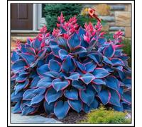 Bulbi di hosta/miste/Radici selezionate di hosta/resistenti al freddo e alla siccità/adatte per la decorazione di giardini e balconi【NVNJHJN】-8 Rizoma-D