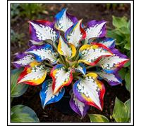 Bulbi di hosta/miste/Radici selezionate di hosta/resistenti al freddo e alla siccità/adatte per la decorazione di giardini e balconi【NVNJHJN】-8 Rizoma-E