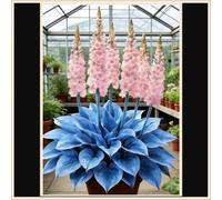 Bulbi di hosta,Miste,Resistenti,Radici selezionate di hosta in vaso,Onvient pour le printemps et l'automne.-15Rizoma-H