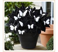 Bulbi di hosta,Miste,Resistenti,Radici selezionate di hosta in vaso,Onvient pour le printemps et l'automne.-6Rizoma-F