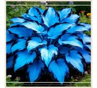 Bulbi di hosta,Miste,Resistenti,Radici selezionate di hosta in vaso,Onvient pour le printemps et l'automne.-8Rizoma-G