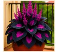 Bulbi di hosta,Miste,Resistenti,Radici selezionate di hosta in vaso,Onvient pour le printemps et l'automne.-8Rizoma-E