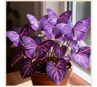 Bulbi di hosta,Miste,Resistenti,Radici selezionate di hosta in vaso,Onvient pour le printemps et l'automne.-15Rizoma-J