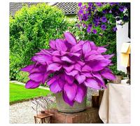 Bulbi di Hosta per Giardini Ombreggiati - Foglie Decorative e Resistenza，Rizoma di Hosta-10 Bulbi-j
