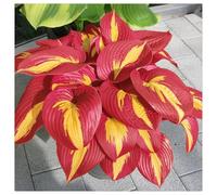 Bulbi di Hosta per Giardini Ombreggiati - Foglie Decorative e Resistenza，Rizoma di Hosta-15 Bulbi-d