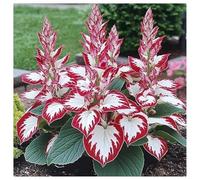 Bulbi di Hosta per Giardini Ombreggiati - Foglie Decorative e Resistenza，Rizoma di Hosta-4 Bulbi-e