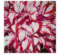 Bulbi di Hosta per Giardini Ombreggiati - Foglie Decorative e Resistenza，Rizoma di Hosta-4 Bulbi-f