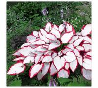 Bulbi di Hosta per Giardini Ombreggiati - Foglie Decorative e Resistenza，Rizoma di Hosta-4 Bulbi-i