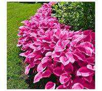 Bulbi di Hosta per Giardini Ombreggiati - Foglie Decorative e Resistenza，Rizoma di Hosta-6 Bulbi-a