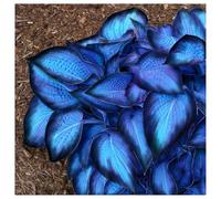 Bulbi di Hosta per Giardini Ombreggiati - Foglie Decorative e Resistenza，Rizoma di Hosta-6 Bulbi-b