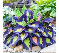 Bulbi di hosta-Perenne resistente al freddo, resistenti,giardini, balconi,belle,adatte come regali per le feste adatta per la decorazione di cortili e balconi-2 Bulbi-I