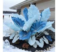 Bulbi di hosta-Perenne resistente al freddo, resistenti,giardini, balconi,belle,adatte come regali per le feste adatta per la decorazione di cortili e balconi-4 Bulbi-J