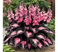 Bulbi di hosta-Perenne resistente al freddo, resistenti,giardini, balconi,belle,adatte come regali per le feste adatta per la decorazione di cortili e balconi-4 Bulbi-C