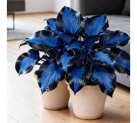 Bulbi di hosta-Perenne resistente al freddo, resistenti,giardini, balconi,belle,adatte come regali per le feste adatta per la decorazione di cortili e balconi-2 Bulbi-E