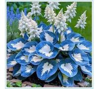 Bulbi di hosta,Radici selezionate di hosta in vaso,resistenti al freddo e all'ombra,Miste,Onvient pour le printemps et l'automne.-10Rizoma-A