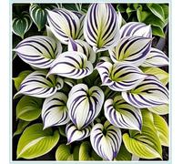 Bulbi di hosta,Radici selezionate di hosta in vaso,resistenti al freddo e all'ombra,Miste,Onvient pour le printemps et l'automne.-8Rizoma-D
