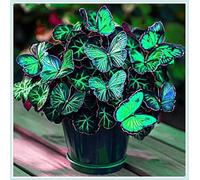 Bulbi di hosta,Radici selezionate di hosta in vaso,resistenti al freddo e all'ombra,Miste,Onvient pour le printemps et l'automne.-6Rizoma-H