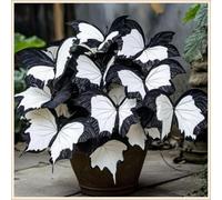 Bulbi di hosta,Radici selezionate di hosta in vaso,Resistenti al freddo e all'ombra,Miste,Onvient pour le printemps et l'automne.-8Rizoma-C