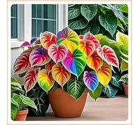 Bulbi di hosta,Radici selezionate di hosta in vaso,Resistenti al freddo e all'ombra,Miste,Onvient pour le printemps et l'automne.-15Rizoma-G