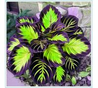 Bulbi di hosta,Radici selezionate di hosta in vaso,resistenti al freddo e all'ombra,Miste,Onvient pour le printemps et l'automne.-15Rizoma-F