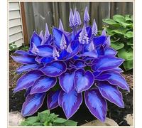 Bulbi di hosta,Radici selezionate di hosta in vaso,Resistenti al freddo e all'ombra,Miste,Onvient pour le printemps et l'automne.-6Rizoma-B