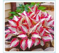 Bulbi di hosta,Radici selezionate di hosta in vaso,resistenti al freddo e all'ombra,Miste,Onvient pour le printemps et l'automne.-8Rizoma-B