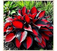 Bulbi di hosta,Radici selezionate di hosta in vaso,Resistenti al freddo e all'ombra,Miste,Onvient pour le printemps et l'automne.-4Rizoma-F