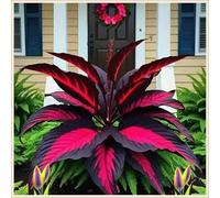 Bulbi di hosta,Radici selezionate di hosta in vaso,Resistenti al freddo e all'ombra,Miste,Onvient pour le printemps et l'automne.-10Rizoma-H