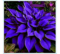 Bulbi di hosta,Radici selezionate di hosta in vaso,resistenti al freddo e all'ombra,Miste,Onvient pour le printemps et l'automne.-15Rizoma-E