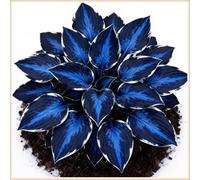 Bulbi di hosta,Radici selezionate di hosta in vaso,Resistenti al freddo e all'ombra,Miste,Onvient pour le printemps et l'automne.-4Rizoma-A